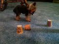 Zoe, our little 3 pound Yorkie,  plays the Shell Game