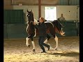 A Space Odyssey  Pinto Saddlebred Stallion