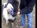 Bucky&Budlight.3g2