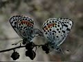 The Endangered El Segundo Blue Butterfly