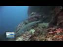 Scuba Diving Pescador Island with Savedra Dive Center