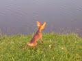 Brida na Lagoa Brida na Lagoa