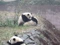 Panda\