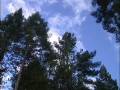 Van Eck Forest Project - Cooling Our Climate