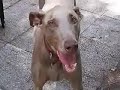 Banned Breeds Identification Guide Banned Breeds Identification Guide