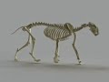 Reconstrucción del tigre 