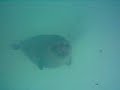 Seals Zeehonden