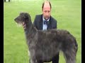 Deerhounds at Scottish Kennel Club Ch. Show May 2006