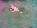 GATO VINGADOR