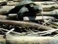 Tracking Terrapin Hatchlings to the Marsh