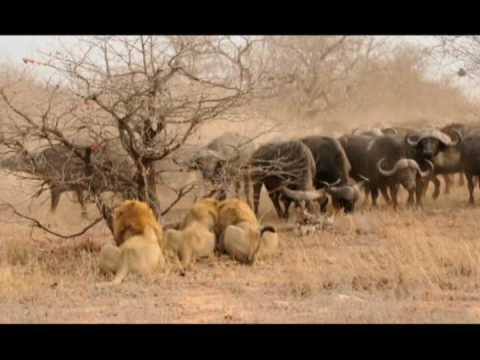 male lion