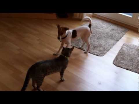 Bengalen - unglaublich Bengalenkater spielt mit Hund das mußt du sehen.