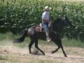 Caballos De Alta Escuela Entrenador y Jinete