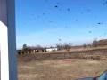 videos de Bird Swarm in my front yard