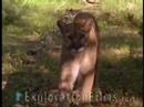 cougar - Find the DVD,
