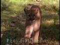 Cougar Attacks Camera