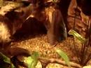 symphysodon
