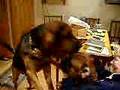 Bloodhound video