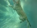 drowning pool