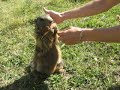Marmotte