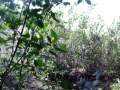 Paintball Newfoundland V1
