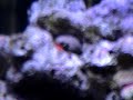 My JBJ 28g HQI Nano Reef