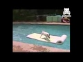 Castaway dog leaps for dry land