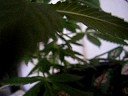 California Hash Plant California Hash Plant