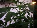 videos de California Hash Plant