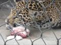 Nasiri the Jaguar