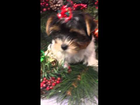 Rosetta is so sweet loves to give kisses