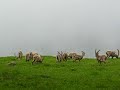 More+ Bouquetin, Ibex, Steinbock - found in Switzerland More+ Bouquetin, Ibex, Steinbock - found in Switzerland