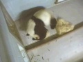 Lun Lun and AJ 12-19-08