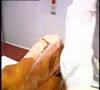 Como Cortar Jamon Iberico.