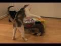 Kittens Playing With Soda Box