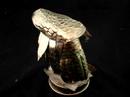 Antique Brass Owl Music Box