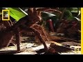 View Video