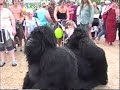 Skegness So Festival 2011 – Performances