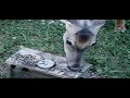 birdfeeder-revisited.html