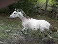 This is Maximus Decimus Meridius(Max),I bought him July 1st 2008.I'm gonna be training him in dressage.I'll have a update training video coming soon.