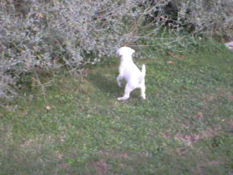video allevamento amatoriale di montefiore