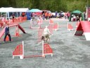 Toivo doing agility