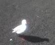 No Mr Seagull NO