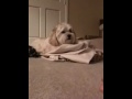 Remidog and his blanket pt 2