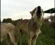 Kailani, Wotan & Tristan Howl at Wolf Park