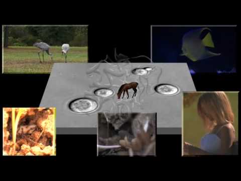 Molecular Evolution: Genes And Proteins