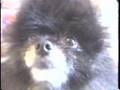 Pomeranian video