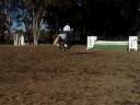 Papillon practicing the Richard Spooner Course