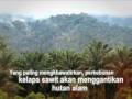 Papua : Hutan Alam Terakhir Indonesia