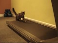 Treadmill Kitties Working Out!!!